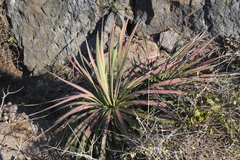 Agave colimana