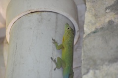 Anolis grahami