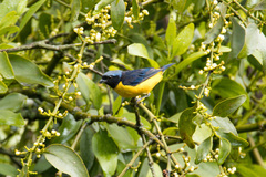 Chlorophonia cyanocephala