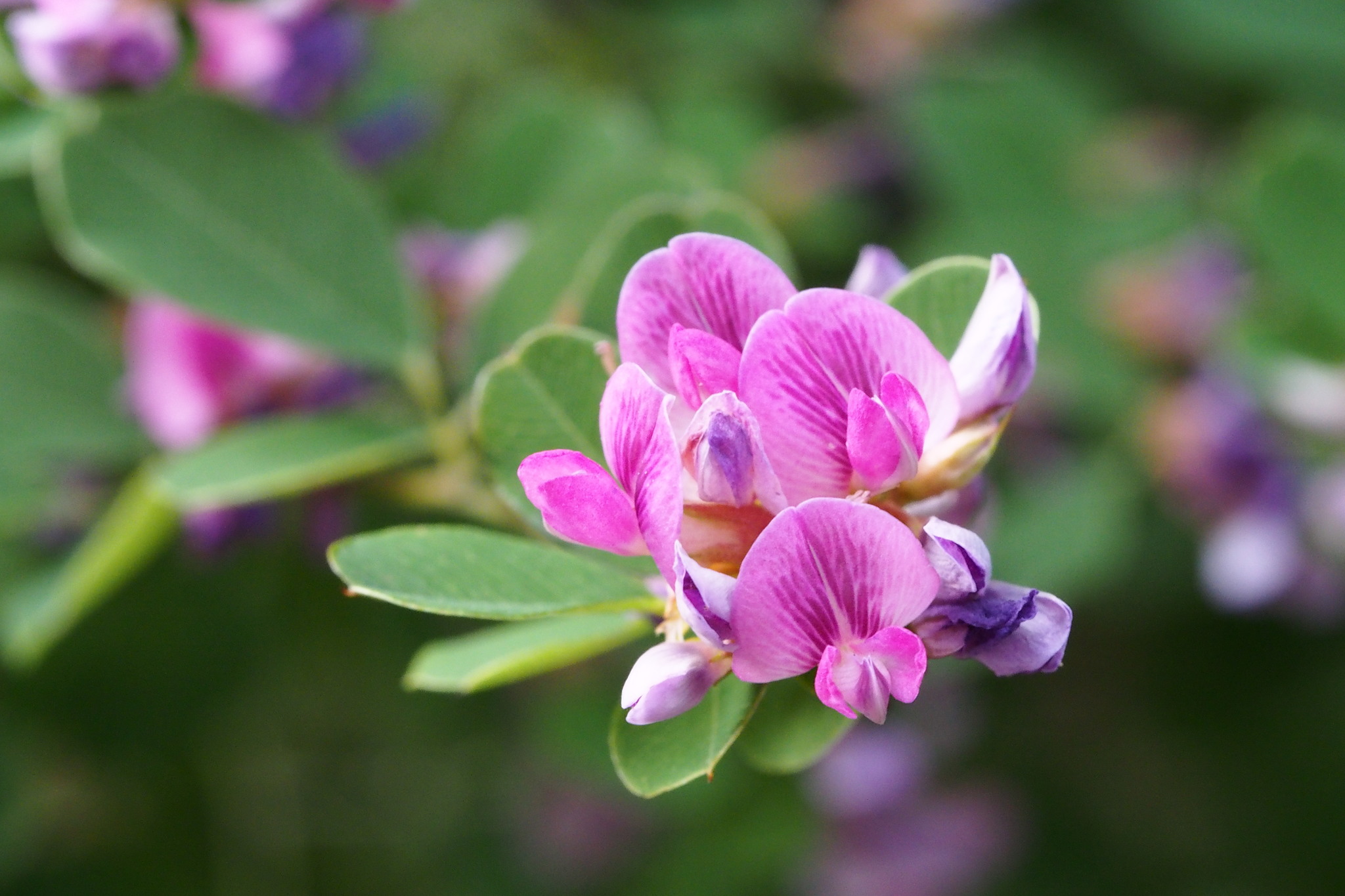 Lespedeza cyrtobotrya