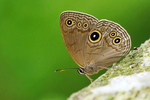 Lethe butleri