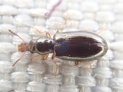 Salpingus planirostris