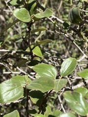 Ceanothus tomentosus olivaceus