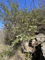 Ceanothus tomentosus olivaceus