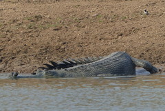 Gavialis gangeticus