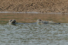 Gavialis gangeticus