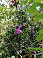 Ipomoea dumosa