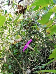 Ipomoea dumosa