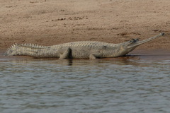 Gavialis gangeticus