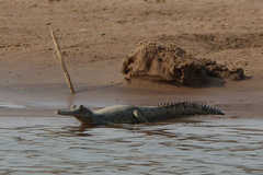 Gavialis gangeticus
