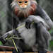 Grey-shanked Douc Langur - Photo (c) pfaucher, some rights reserved (CC BY-NC), uploaded by pfaucher