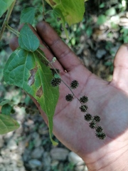 Koanophyllon monanthum