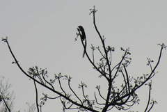 Heliosciurus gambianus