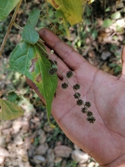 Koanophyllon monanthum