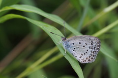 Pseudozizeeria maha