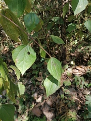 Koanophyllon monanthum