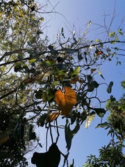 Philodendron hederaceum