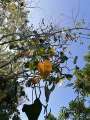 Philodendron hederaceum