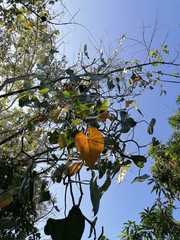 Philodendron hederaceum