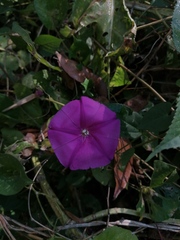 Ipomoea dumosa