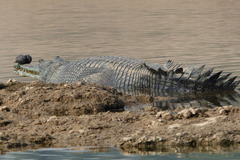 Gavialis gangeticus