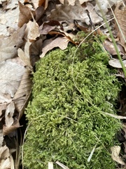 Pseudisothecium myosuroides