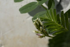Astragalus boeticus