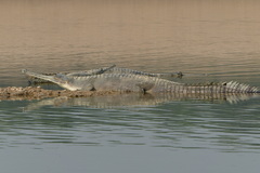 Gavialis gangeticus
