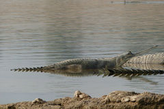 Gavialis gangeticus