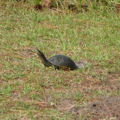 Deirochelys reticularia