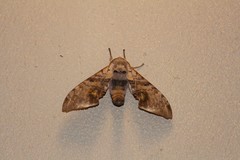 Daphnusa ocellaris