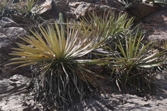 Agave colimana