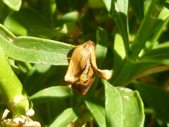 Cacoecimorpha pronubana