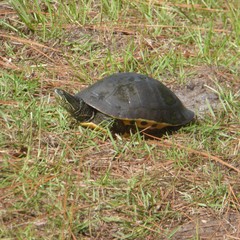 Deirochelys reticularia