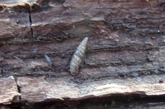 Clausilia