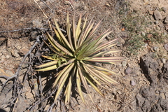 Agave colimana