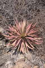 Agave colimana