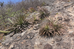 Agave colimana