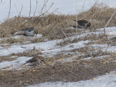 Eremophila alpestris