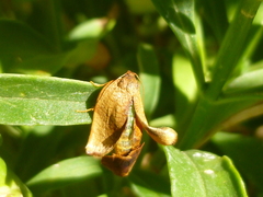 Cacoecimorpha pronubana