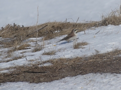Eremophila alpestris