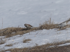 Eremophila alpestris