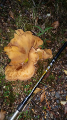 Austropaxillus nothofagi