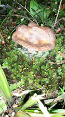 Lactarius tawai