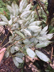 Quercus salicina