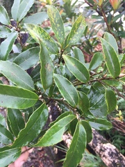 Quercus salicina