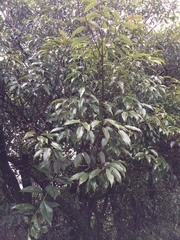 Quercus salicina