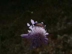 Zygaena sarpedon