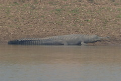 Gavialis gangeticus