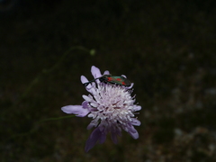 Zygaena sarpedon
